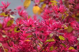 コハウチワカエデ 紅葉 / 588 - 植物/観葉植物