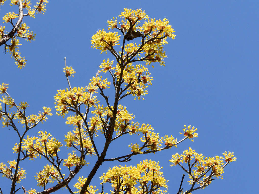 サンシュユ ー杜の都の樹木